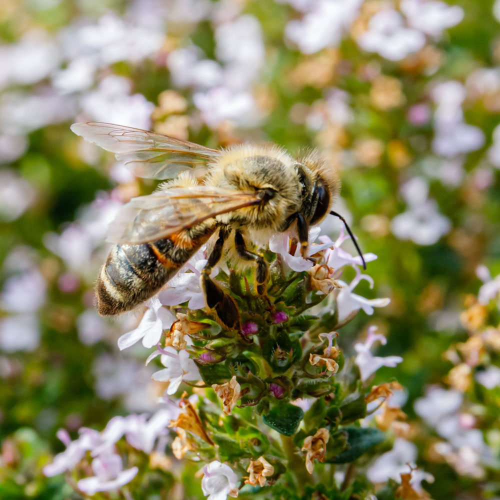 Echte Tijm - Faustinoi  (biologisch)