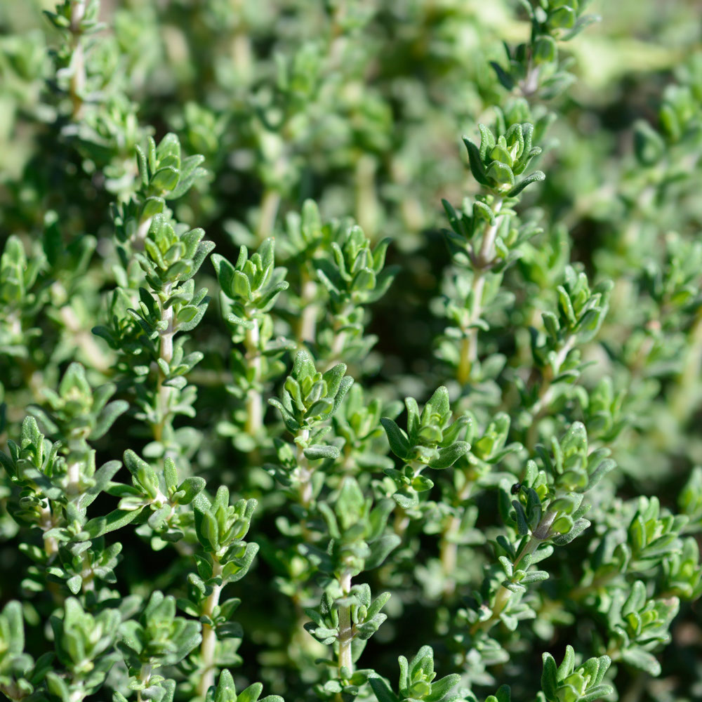 Echte Tijm - Faustinoi  (biologisch)