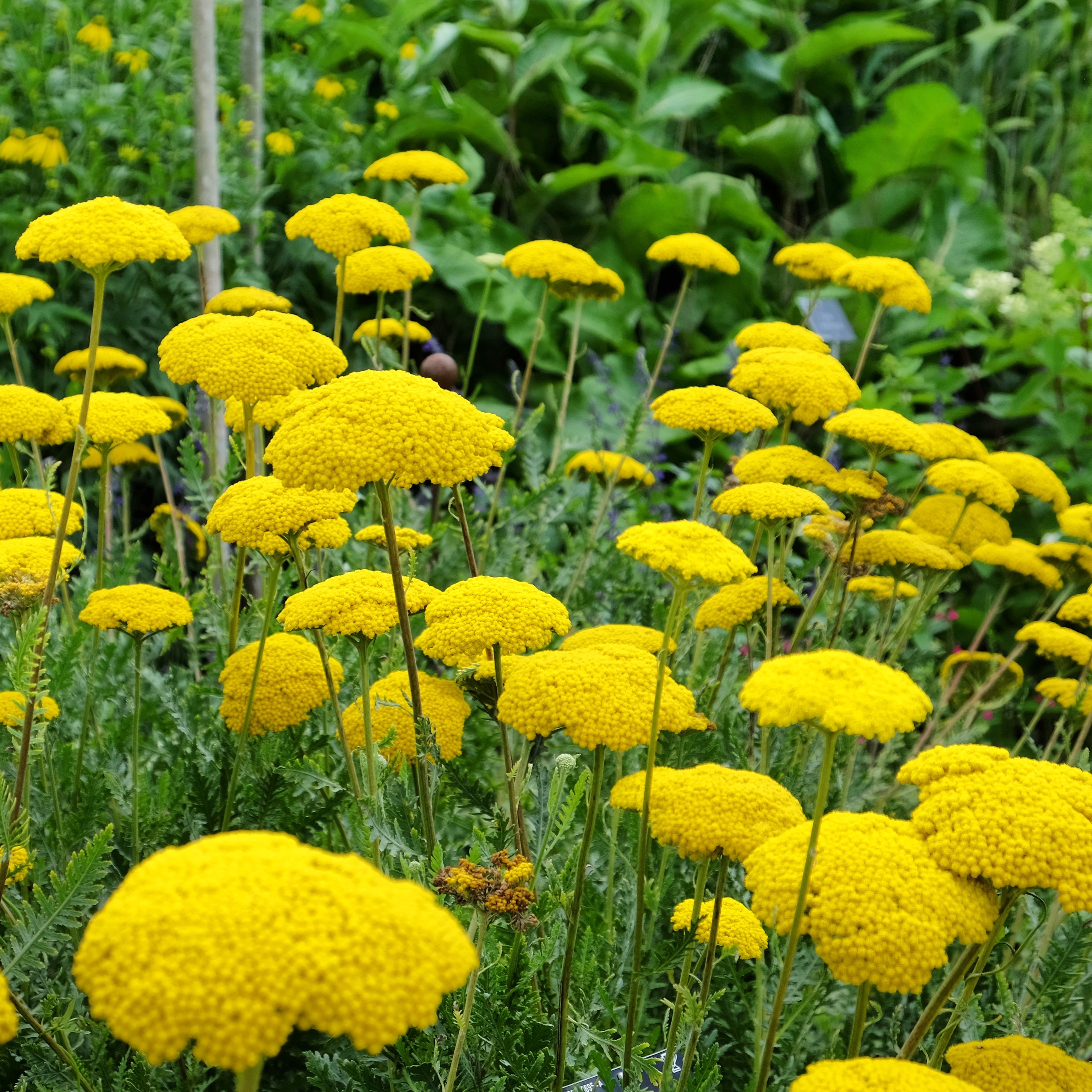 Duizendblad - Geel (biologisch)