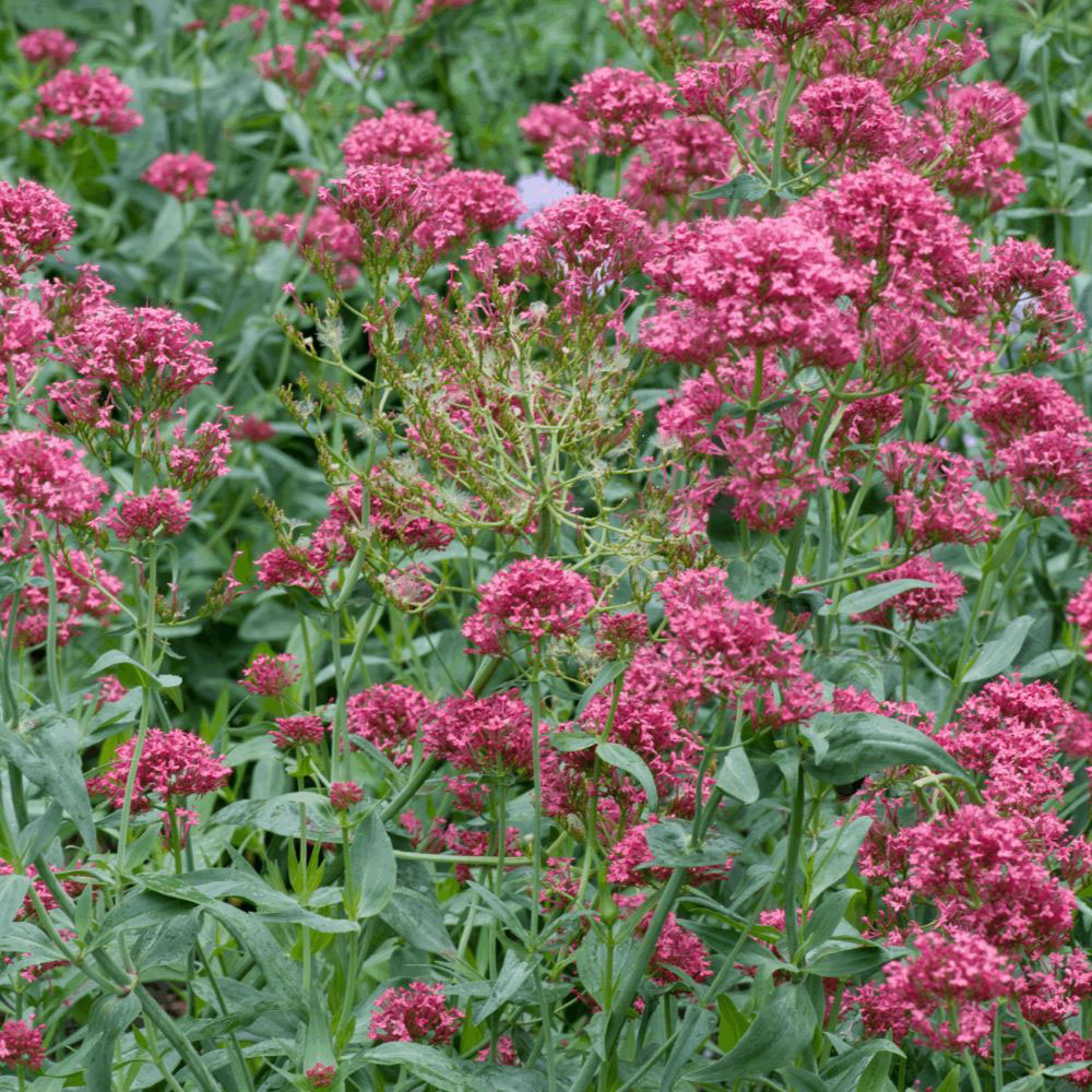 Echte valeriaan (biologisch)