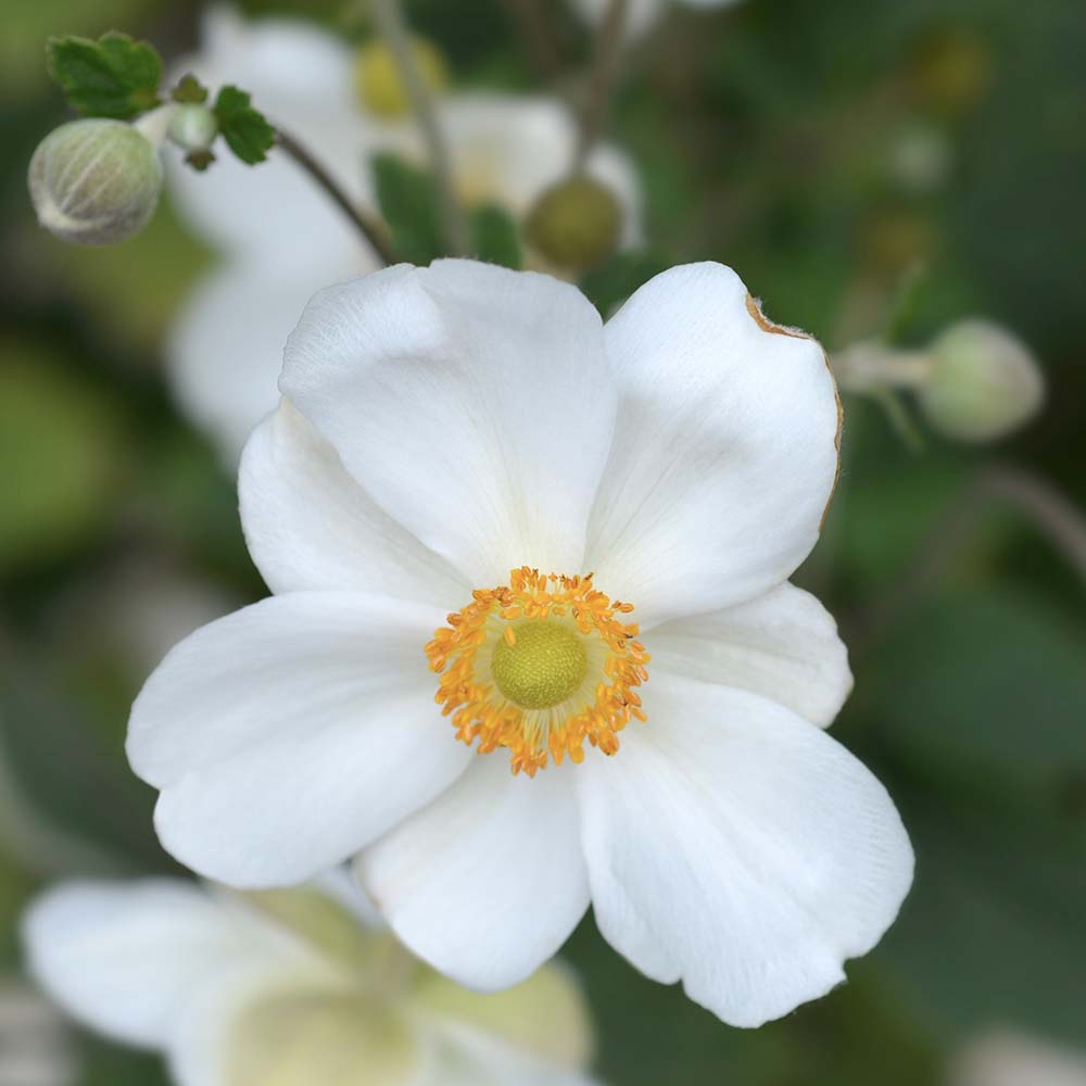 Herfstanemoon Honorine Jobert (biologisch)