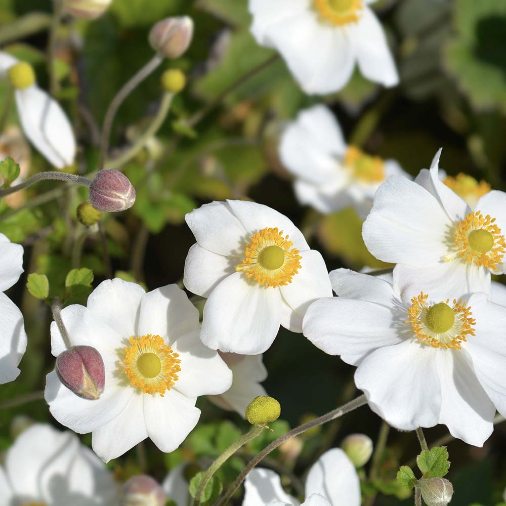 Herfstanemoon Honorine Jobert (biologisch)