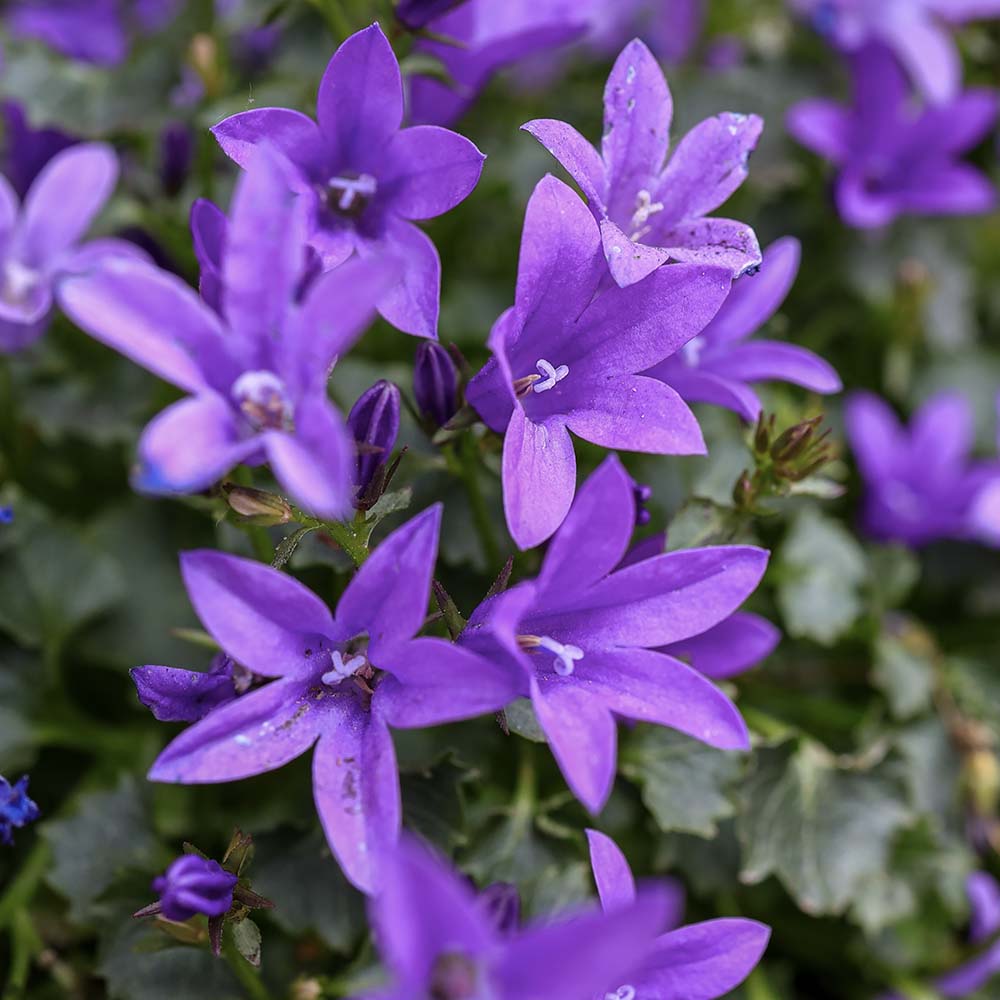 Klokjesbloem (biologisch)