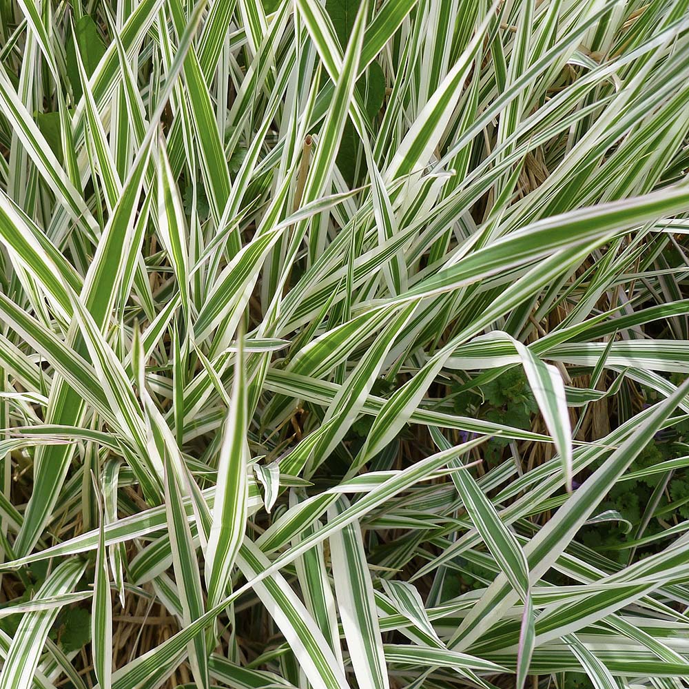 Zegge Ice dance (biologisch)