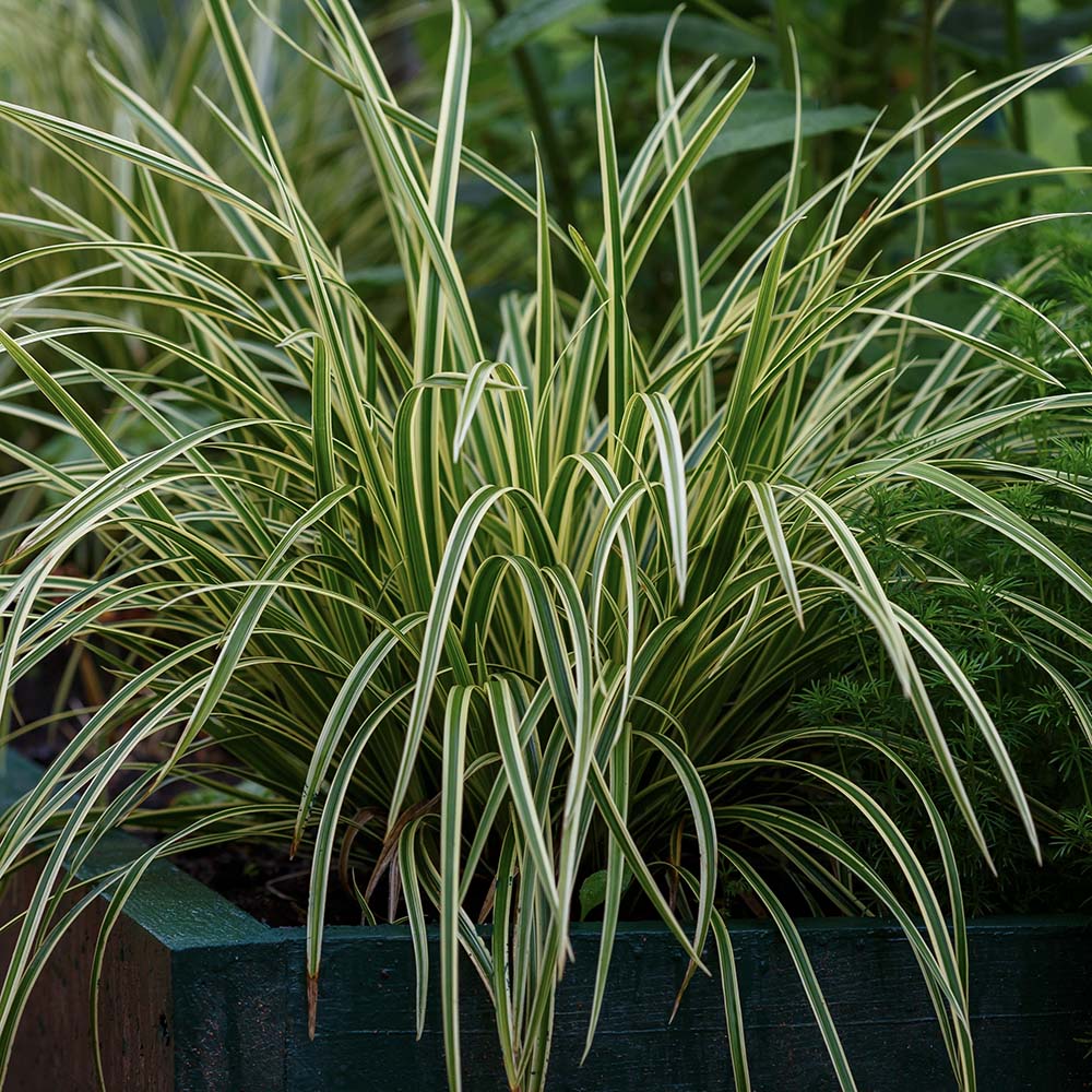 Zegge Ice dance (biologisch)