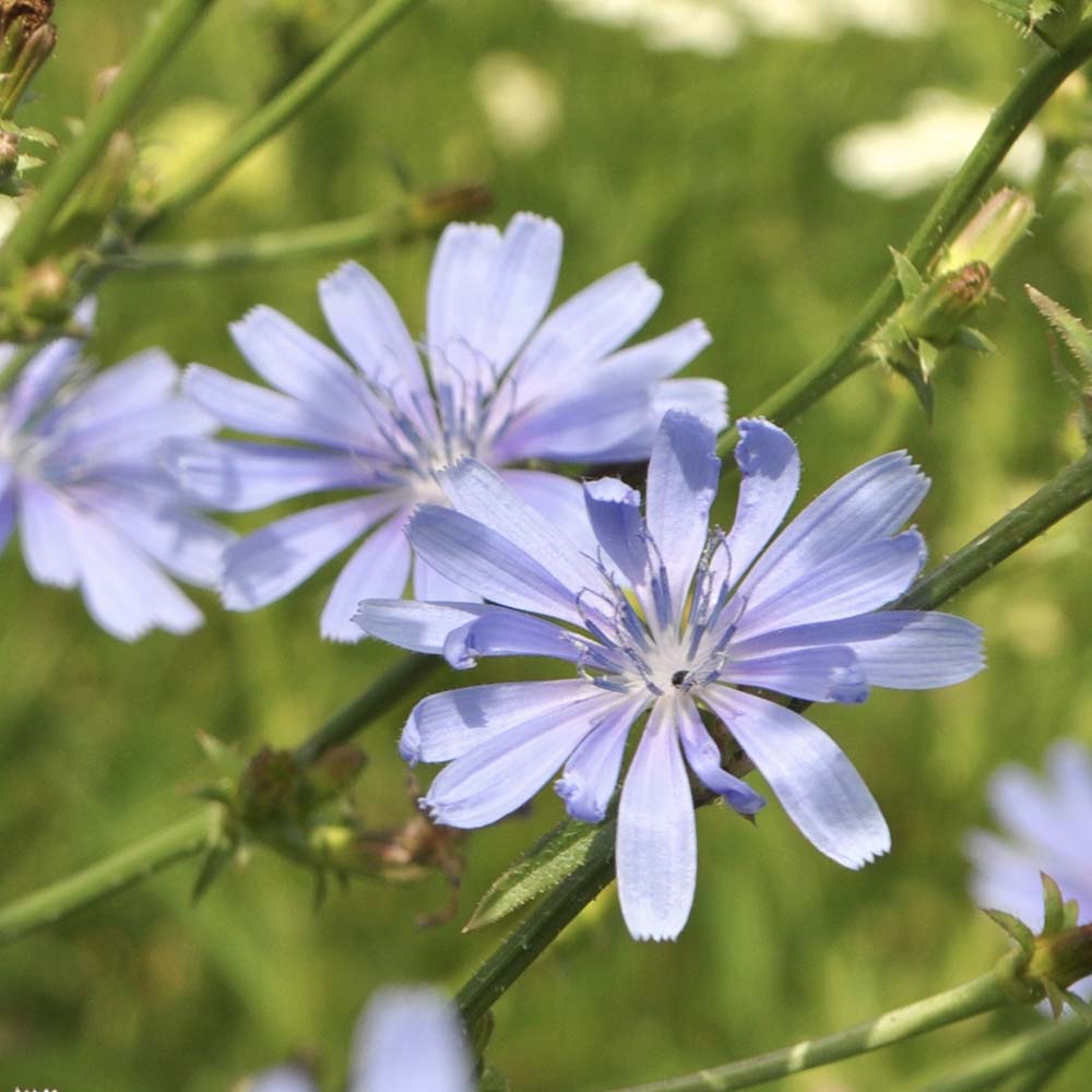 Wilde cichorei (biologisch)