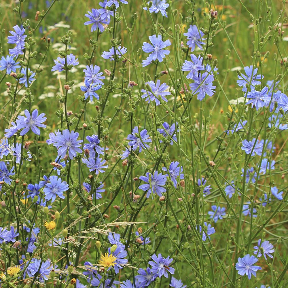 Wilde cichorei (biologisch)