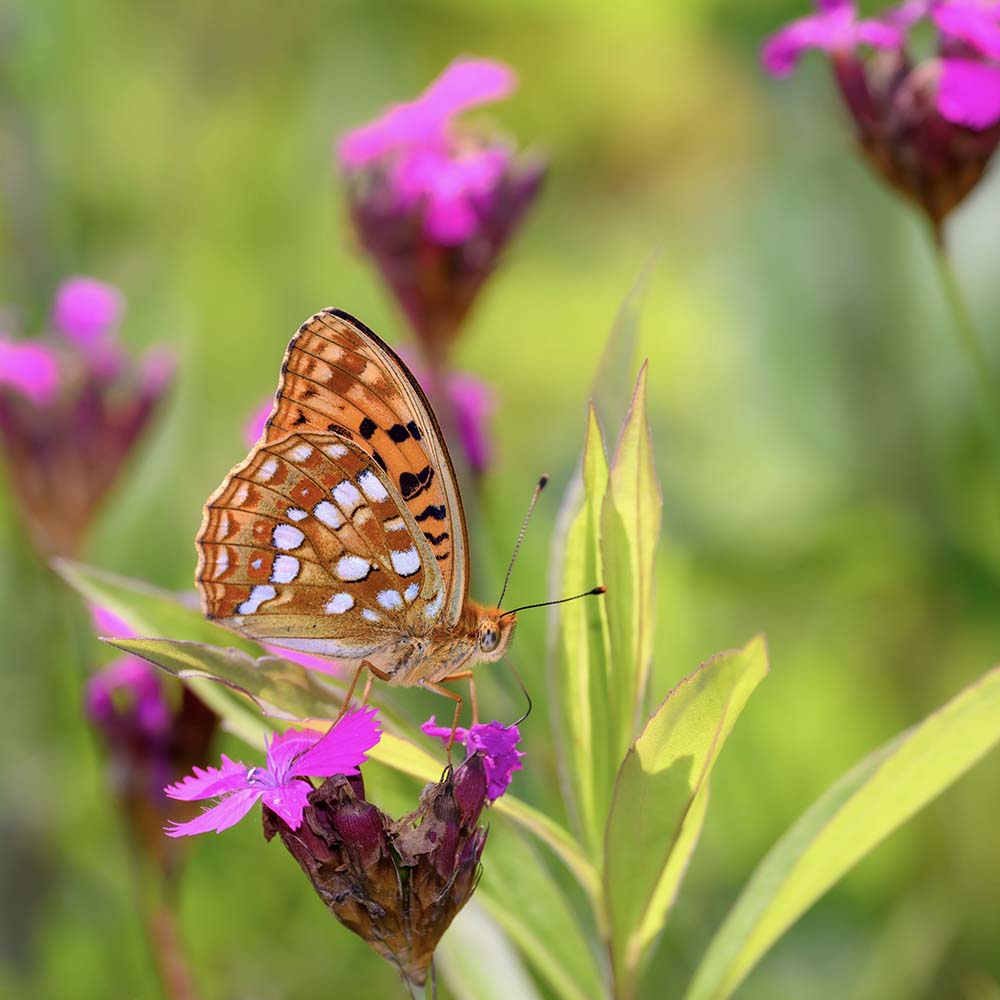 Kartuize anjer (biologisch)