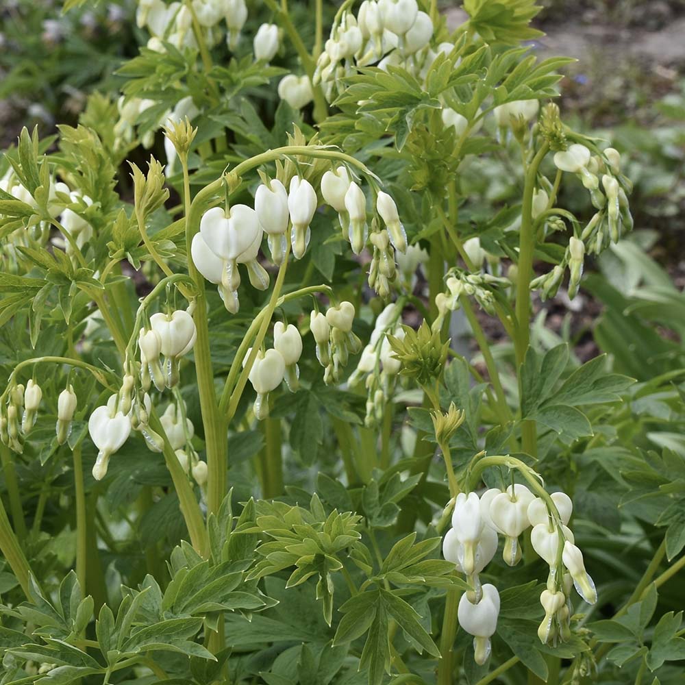 Gebroken hartje Alba (biologisch)