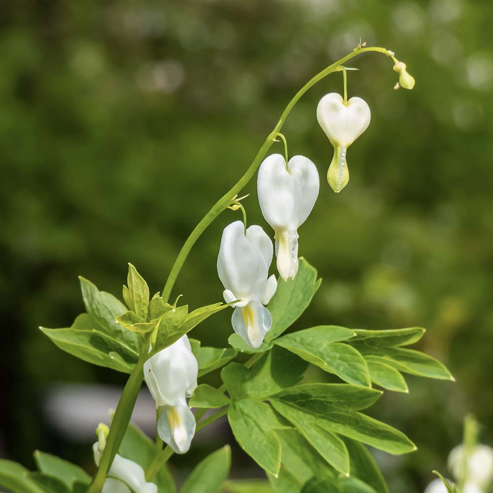 Gebroken hartje Alba (biologisch)