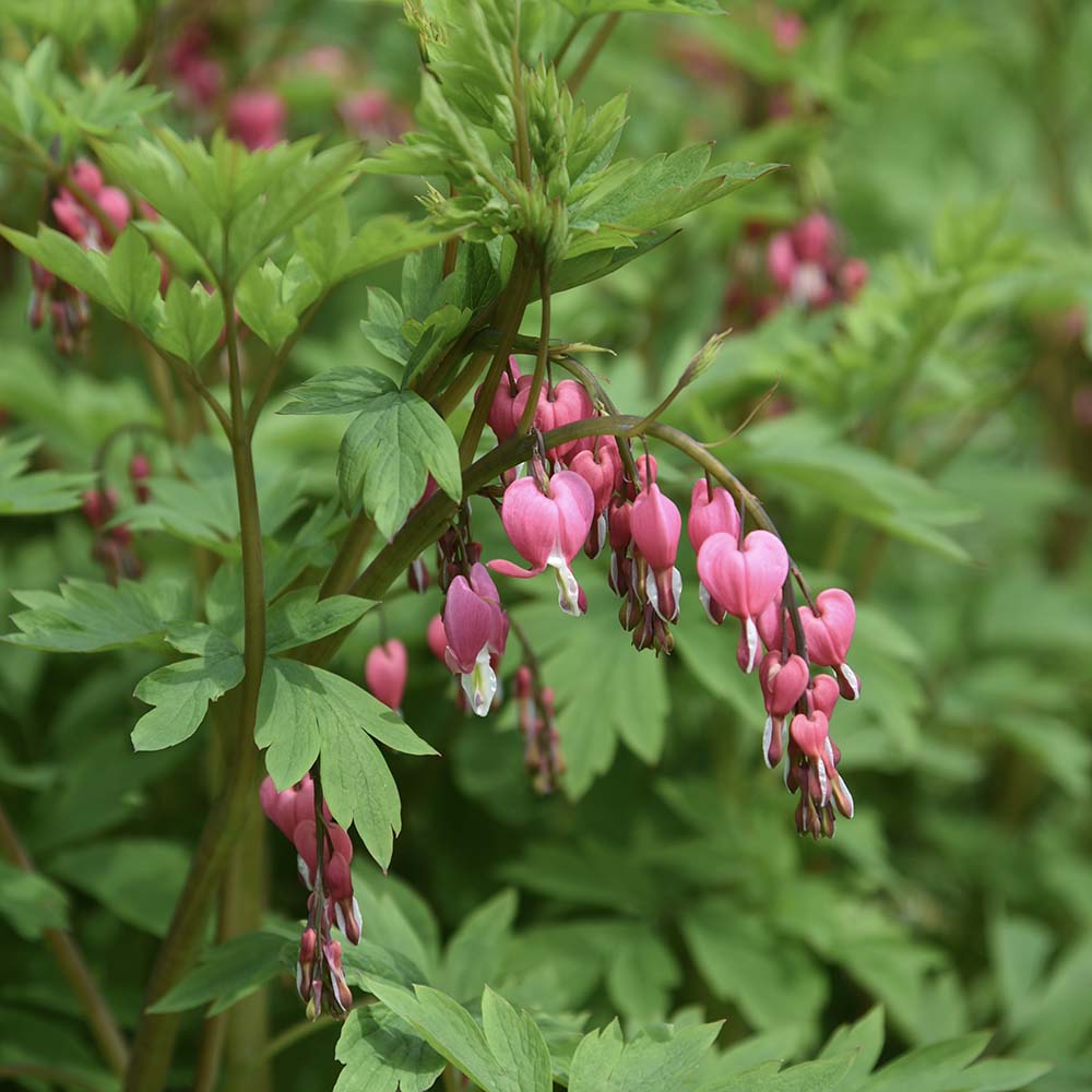 Gebroken hartje (biologisch)