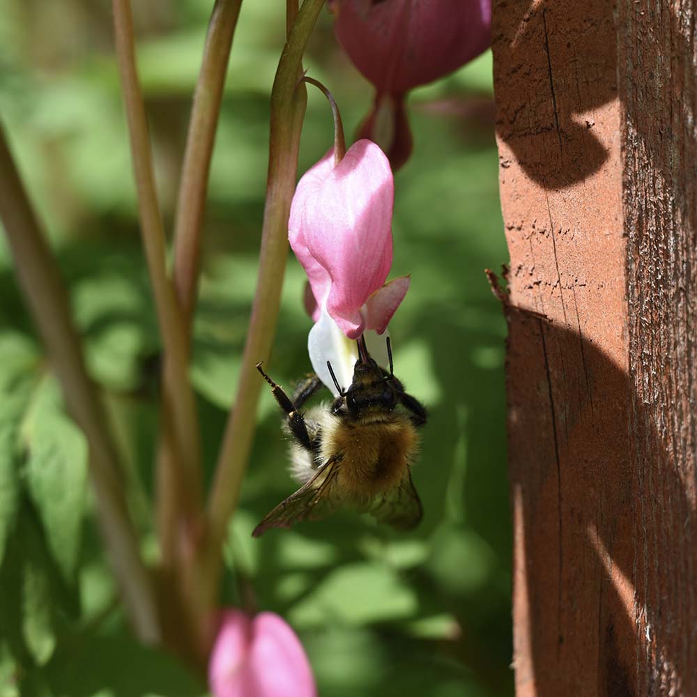 Gebroken hartje (biologisch)