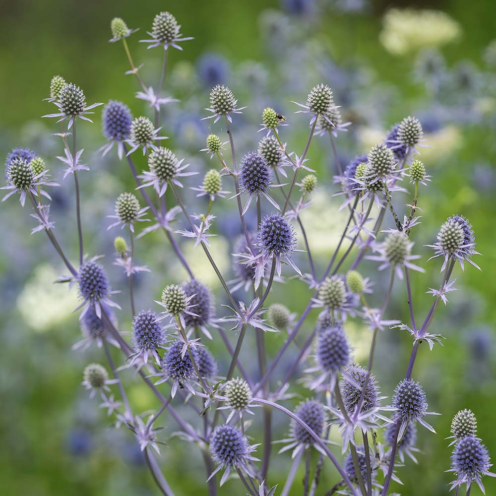 Kruisdistel (biologisch)