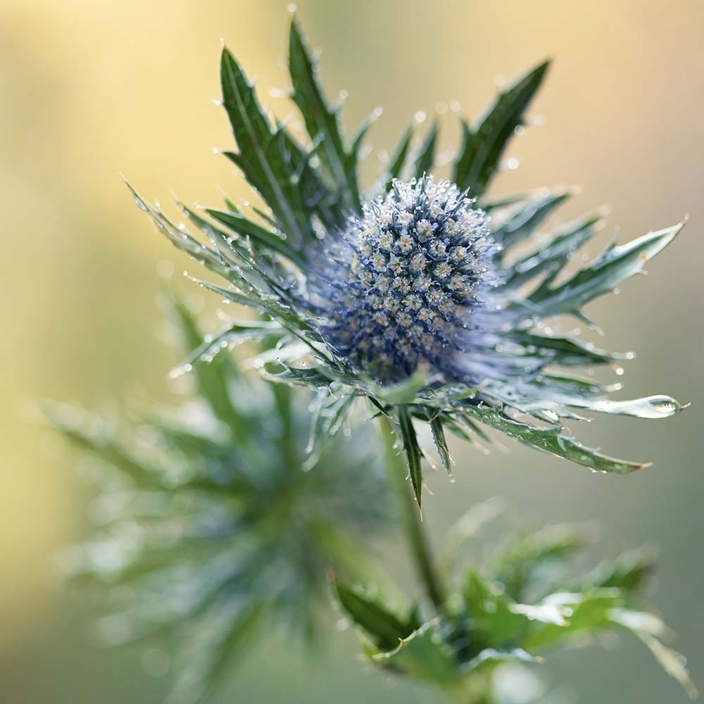 Kruisdistel (biologisch)