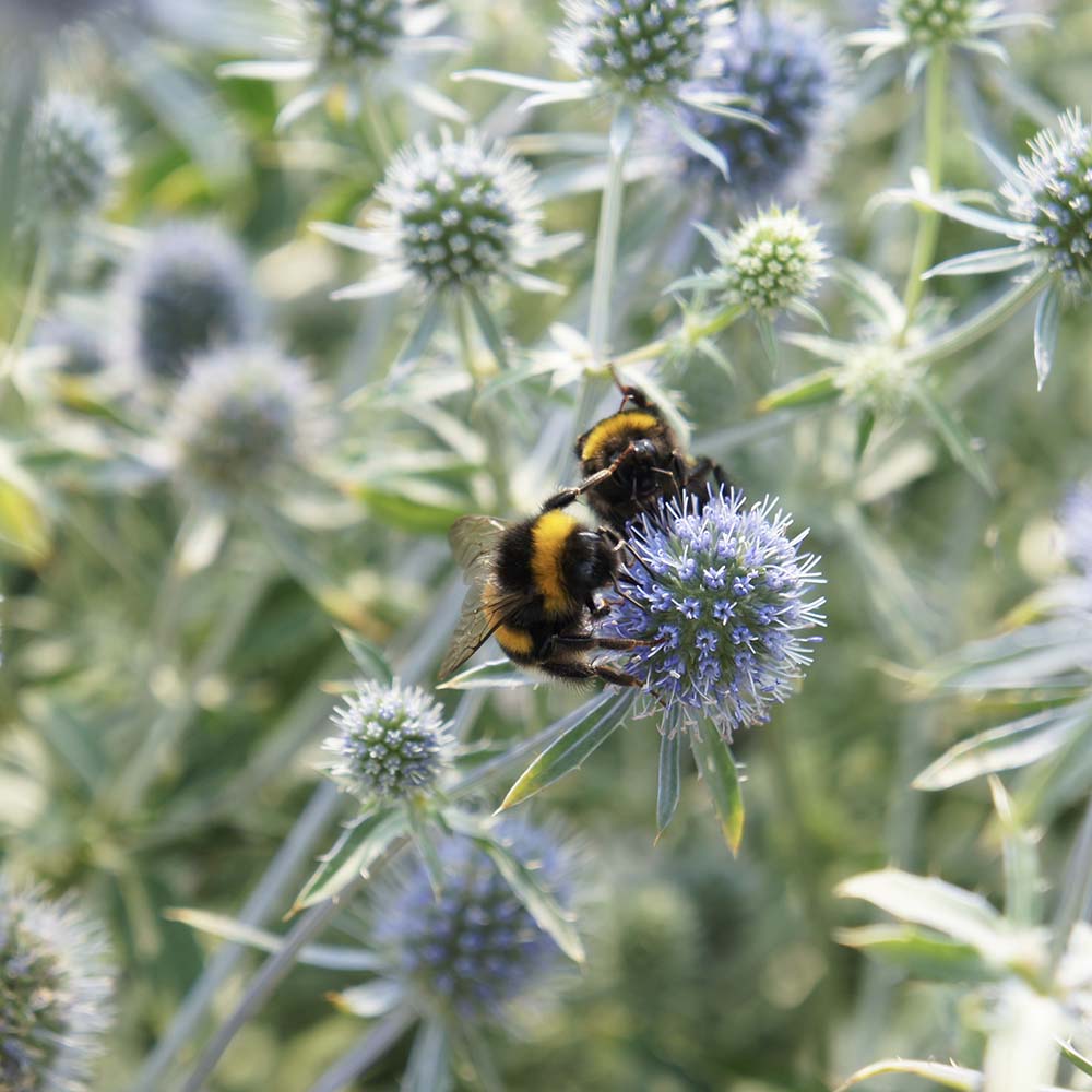 Kruisdistel (biologisch)