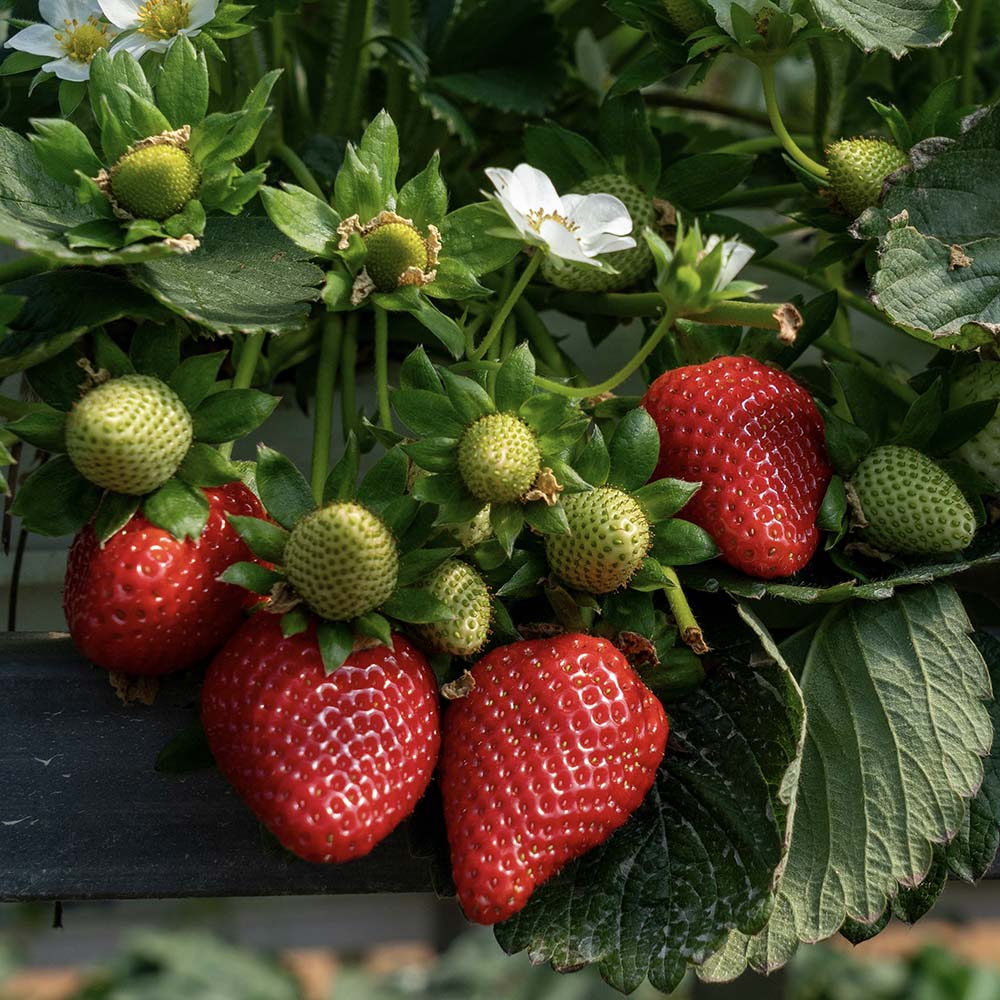 Aardbei (biologisch)