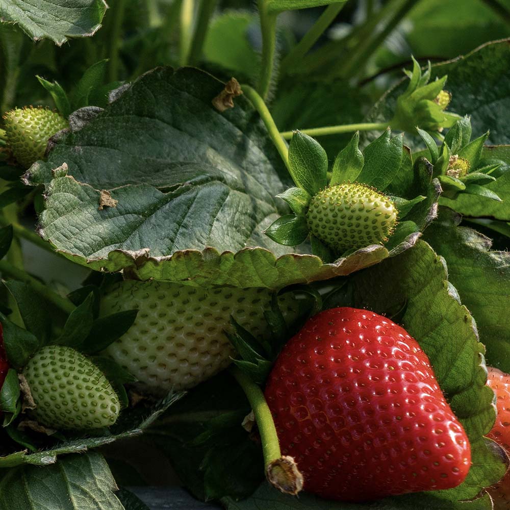 Aardbei (biologisch)