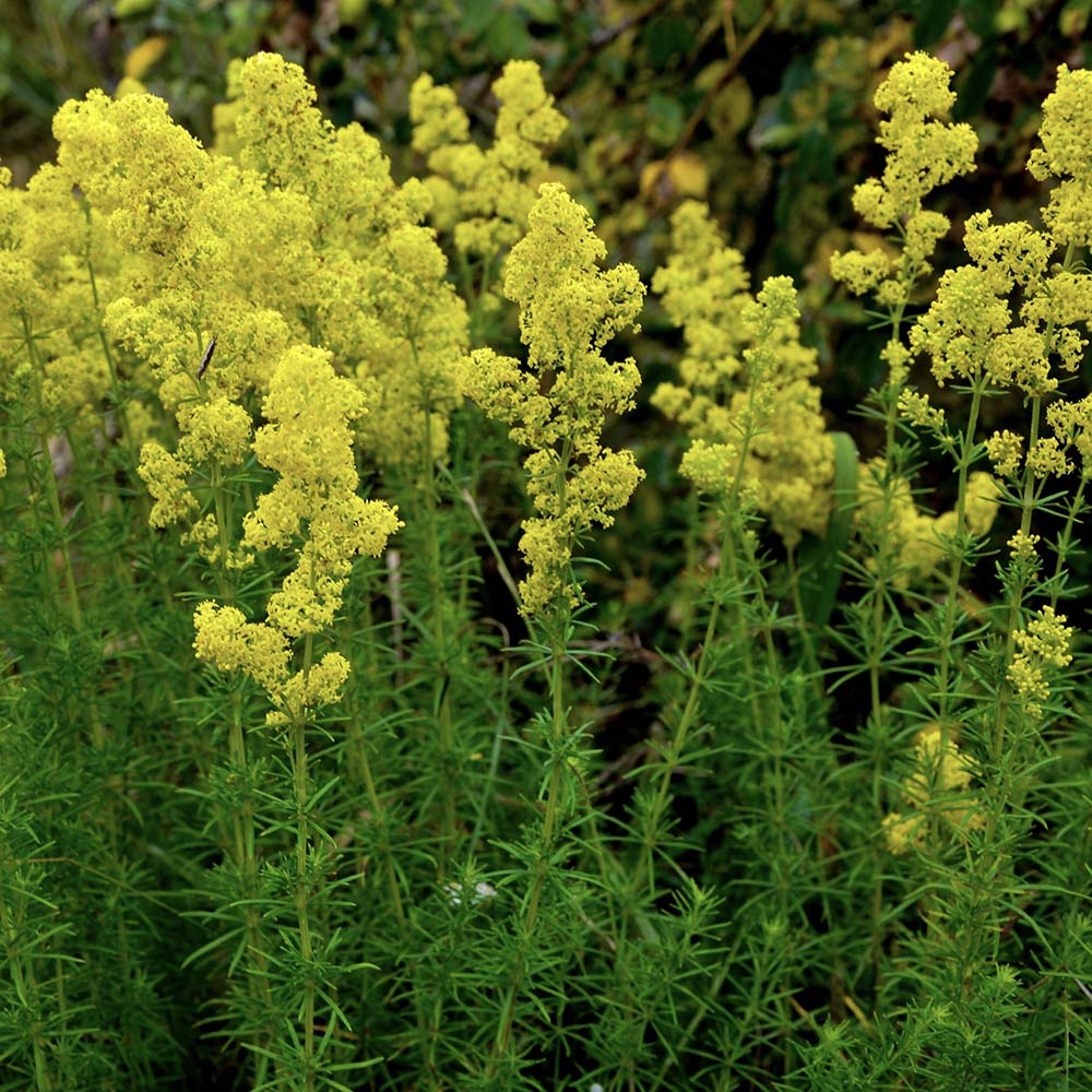 Gele walstro (biologisch)