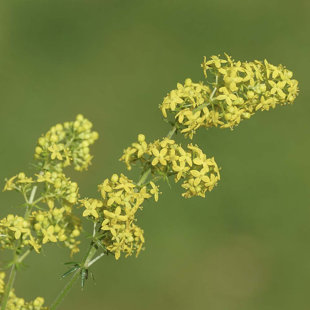 Gele walstro (biologisch)