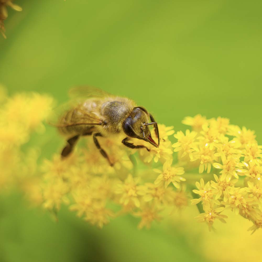 Gele walstro (biologisch)