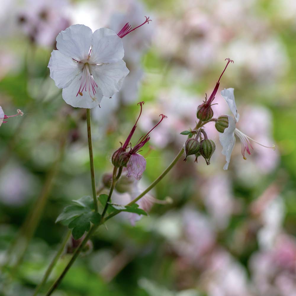 Ooievaarsbek Biokovo (biologisch)