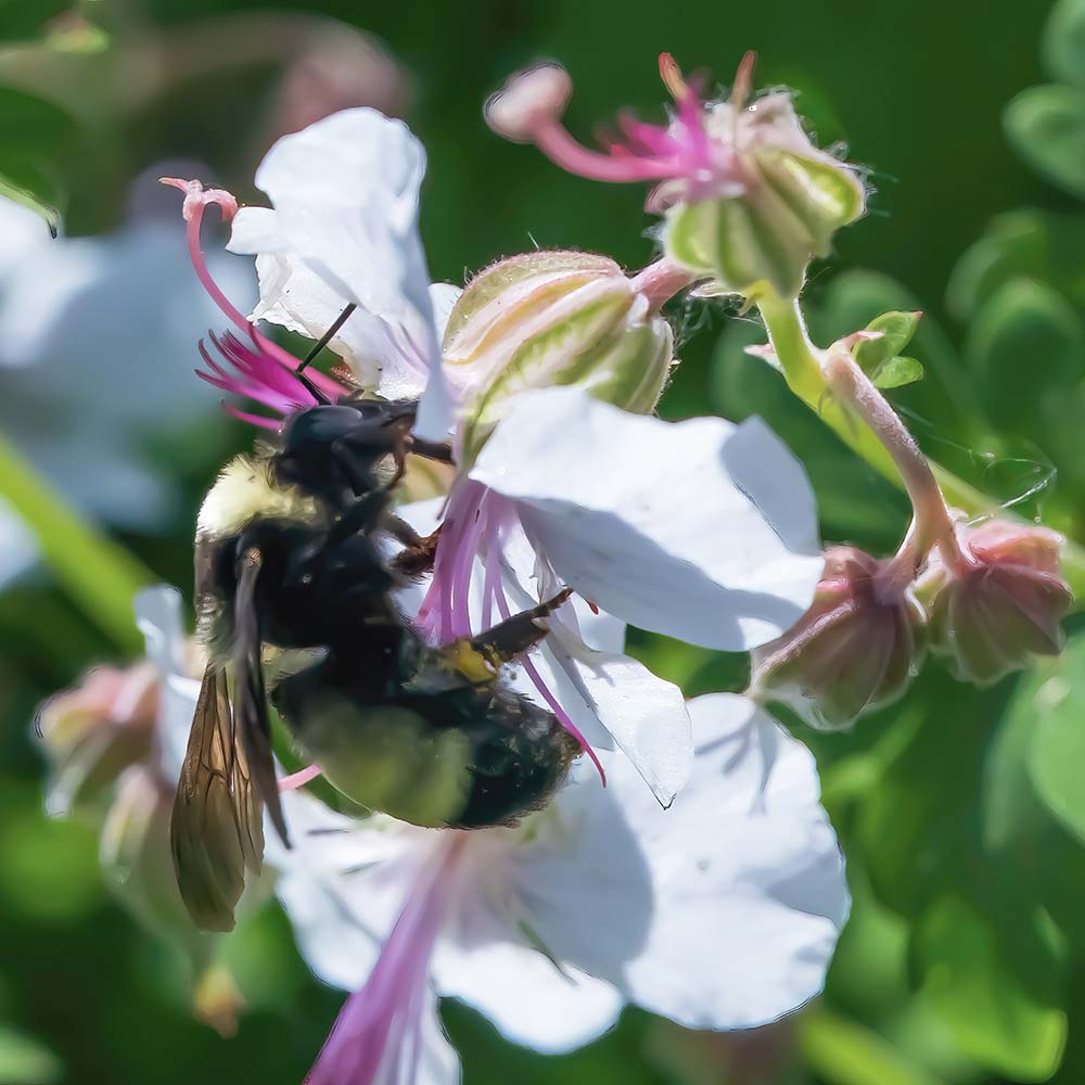 Ooievaarsbek Biokovo (biologisch)