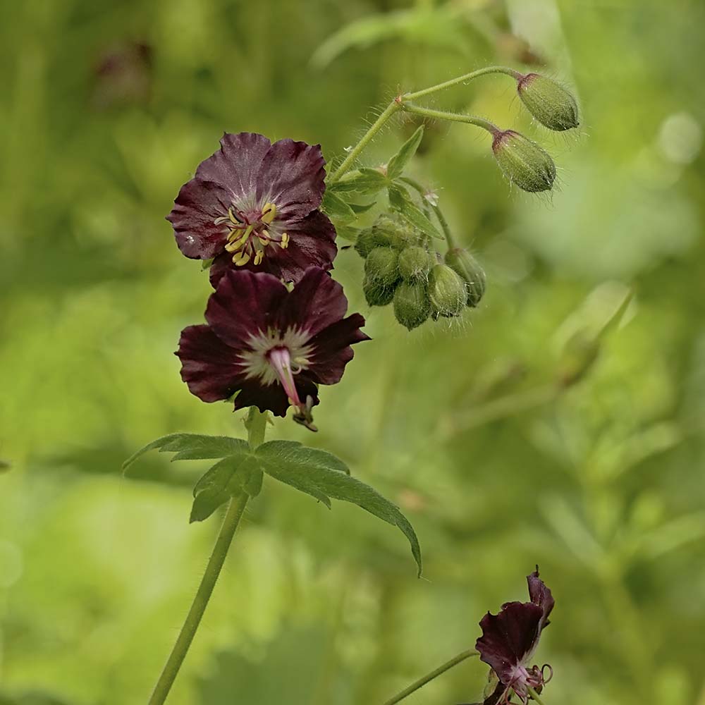 Ooievaarsbek phaeum (biologisch)