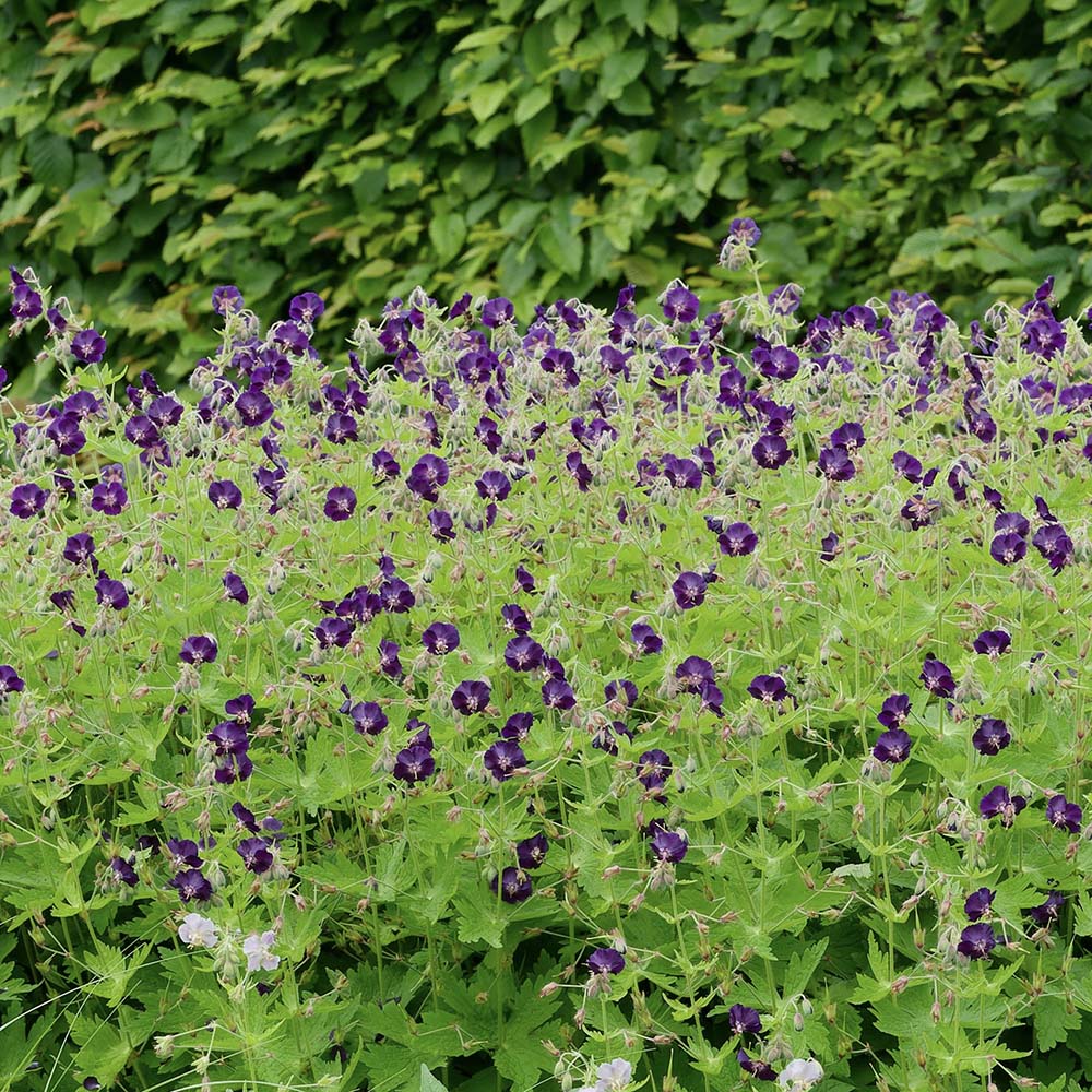 Ooievaarsbek phaeum (biologisch)