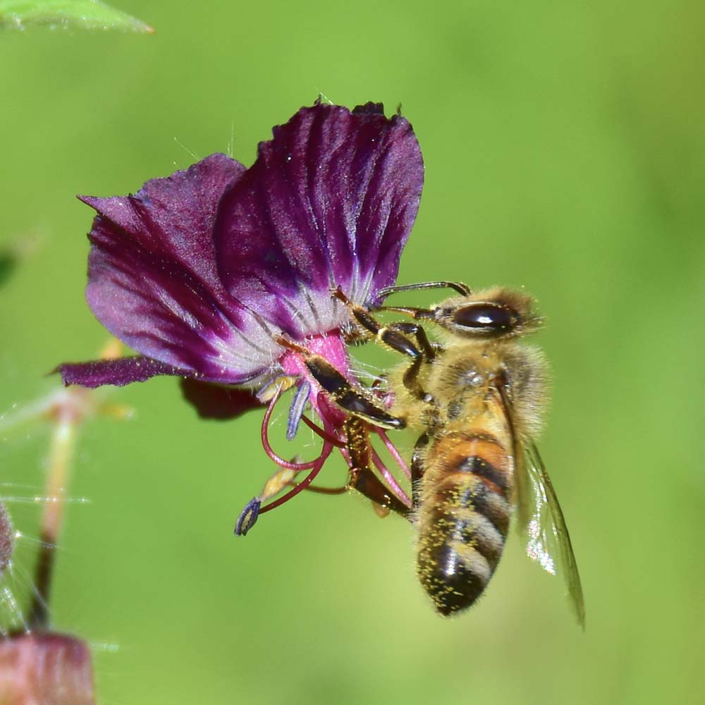 Ooievaarsbek phaeum (biologisch)