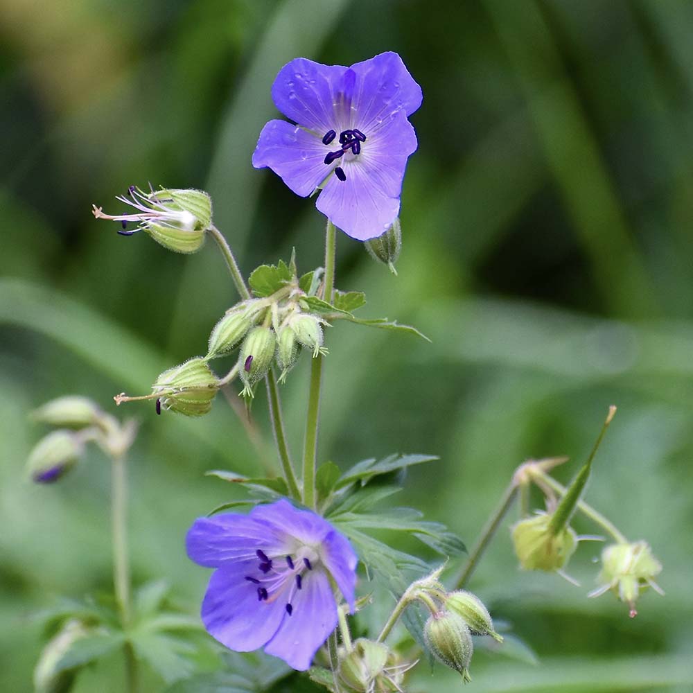 Ooievaarsbek pratense (biologisch)