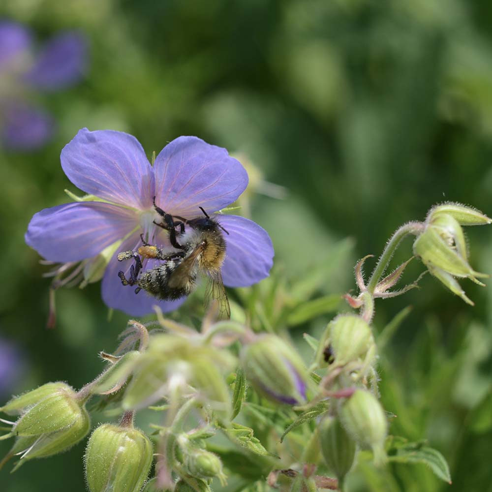 Ooievaarsbek pratense (biologisch)