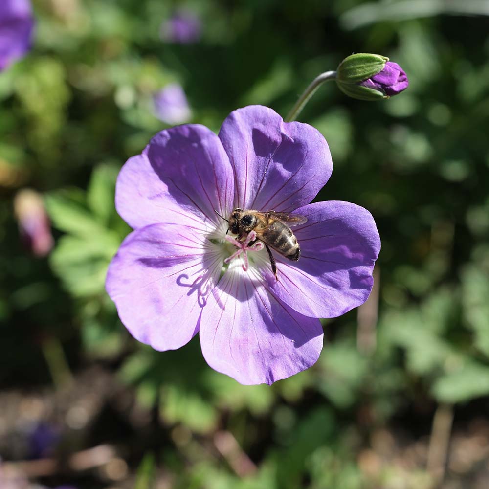 Ooievaarsbek Rozanne (biologisch)