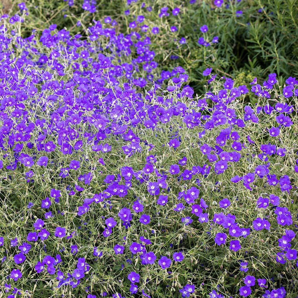 Ooievaarsbek Rozanne (biologisch)
