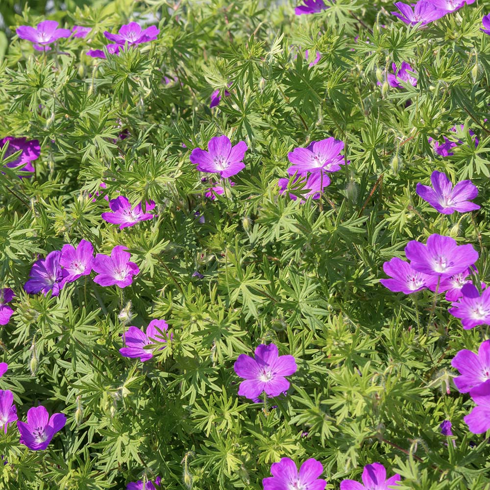 Ooievaarsbek Fruit d'Fleur (biologisch)