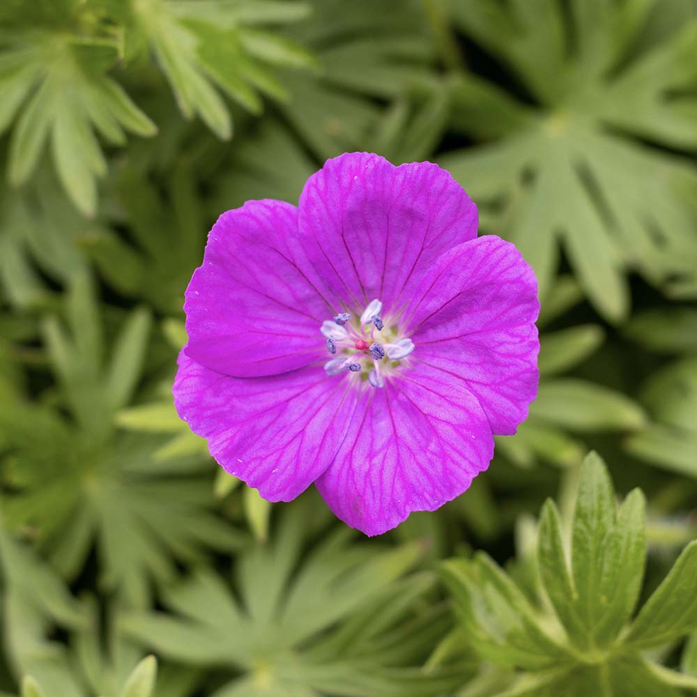 Ooievaarsbek Fruit d'Fleur (biologisch)