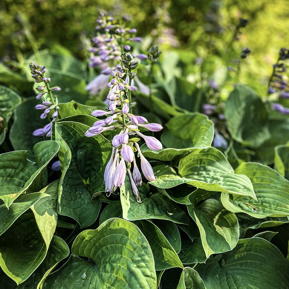 Hartlelie Elegans (biologisch)