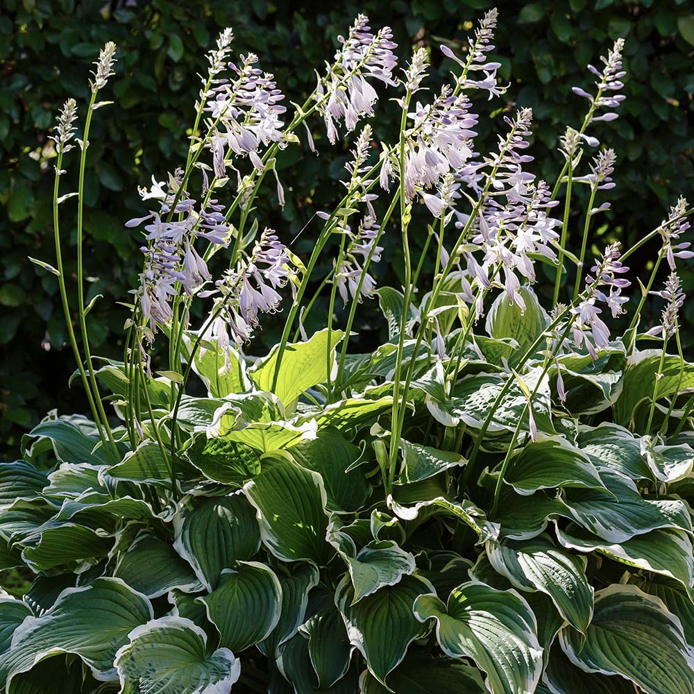 Hartlelie Patriot (biologisch)