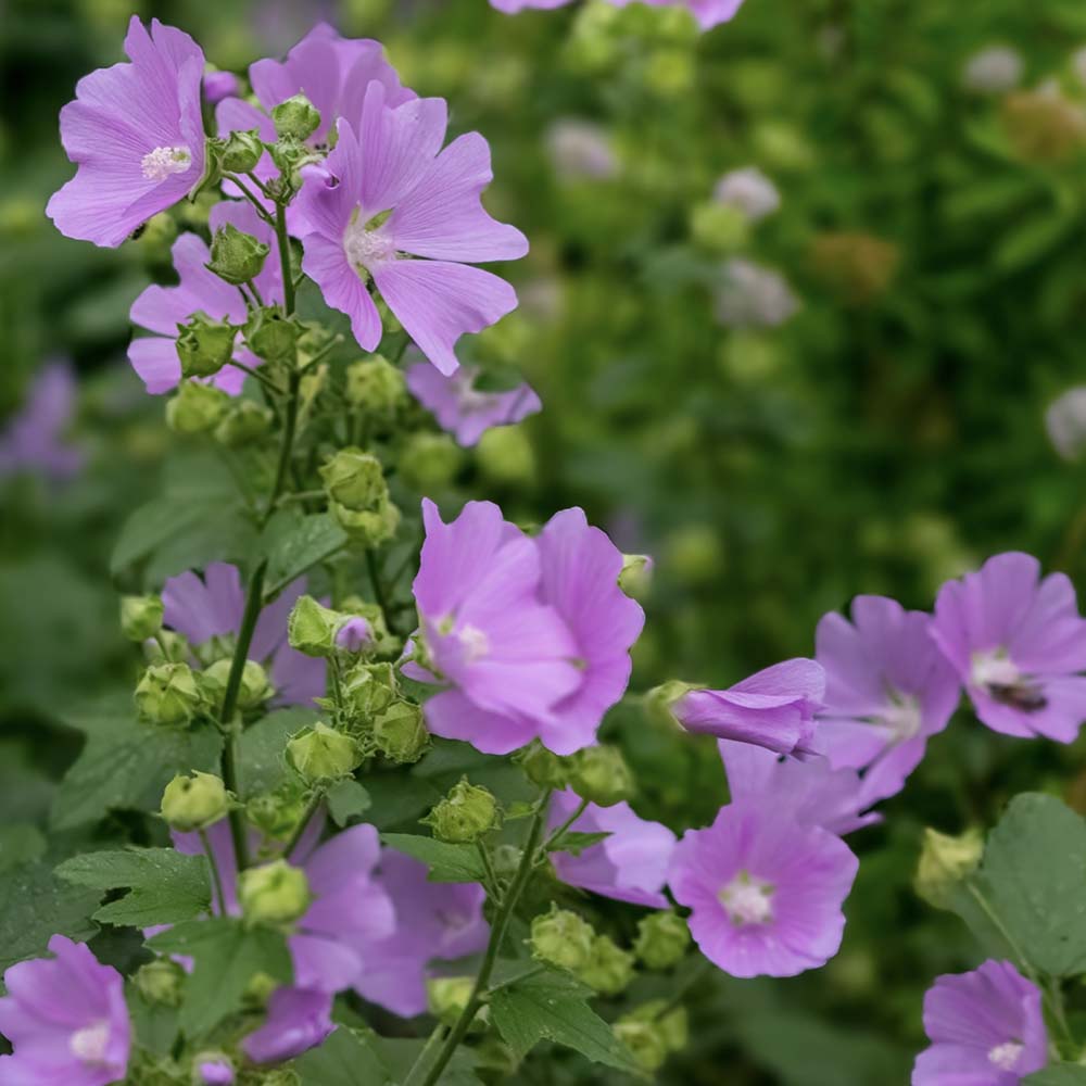 Kaasjeskruid Rosea (biologisch)