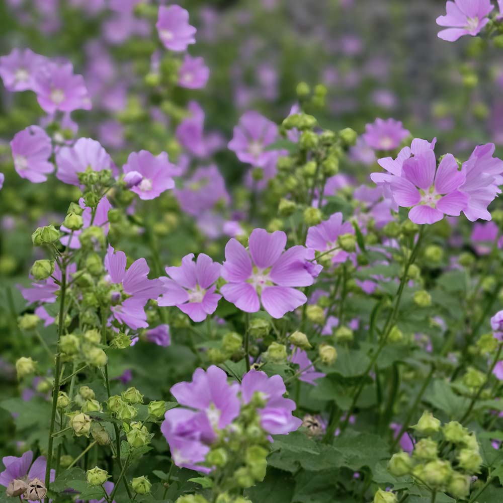 Kaasjeskruid Rosea (biologisch)