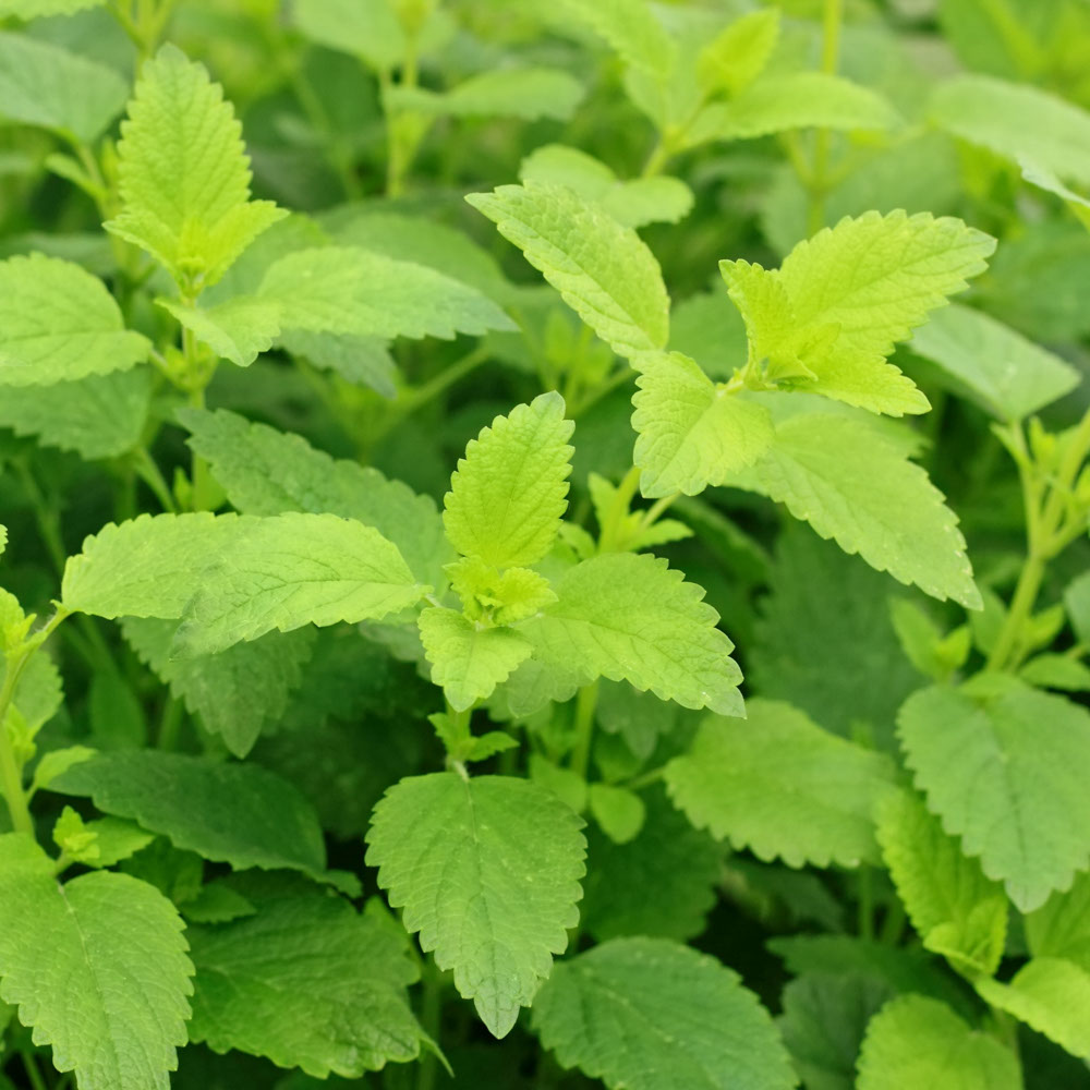 Zitronenmelisse (BIO)
