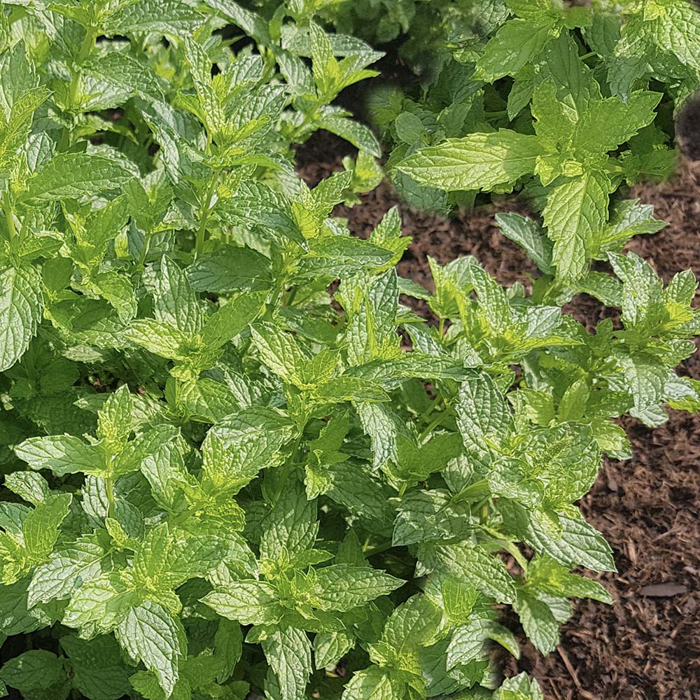 Marokkaanse munt (biologisch)