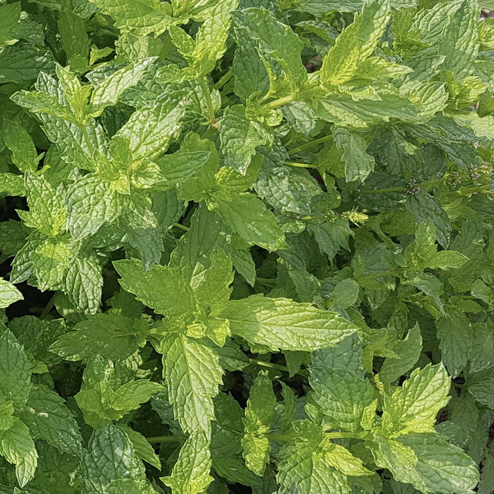 Marokkaanse munt (biologisch)