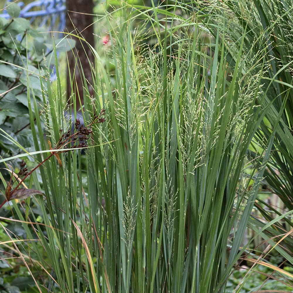 Vingergras Northwind (biologisch)