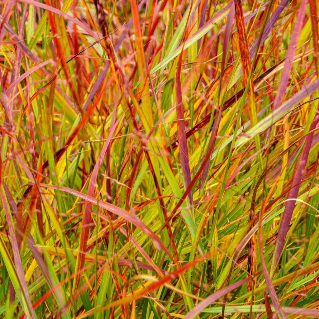 Vingergras Rehbraun (biologisch)