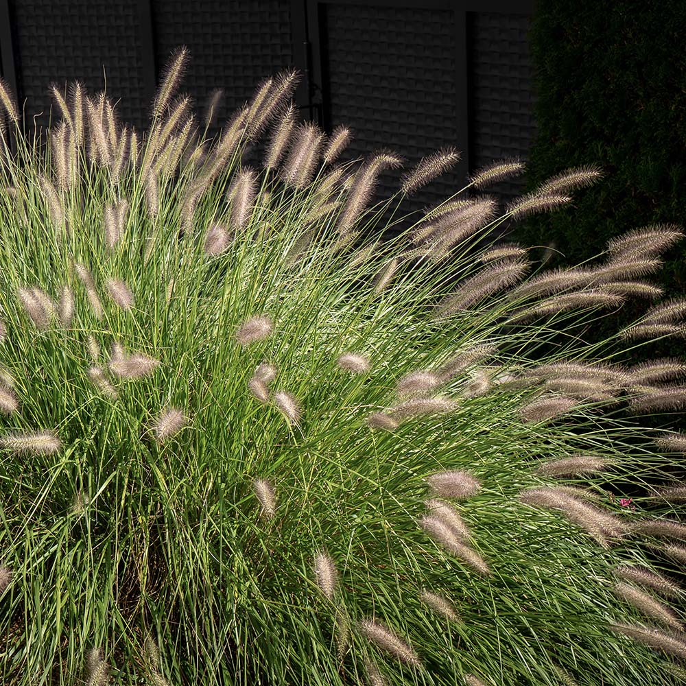 Lampenpoetsersgras Hameln (biologisch)