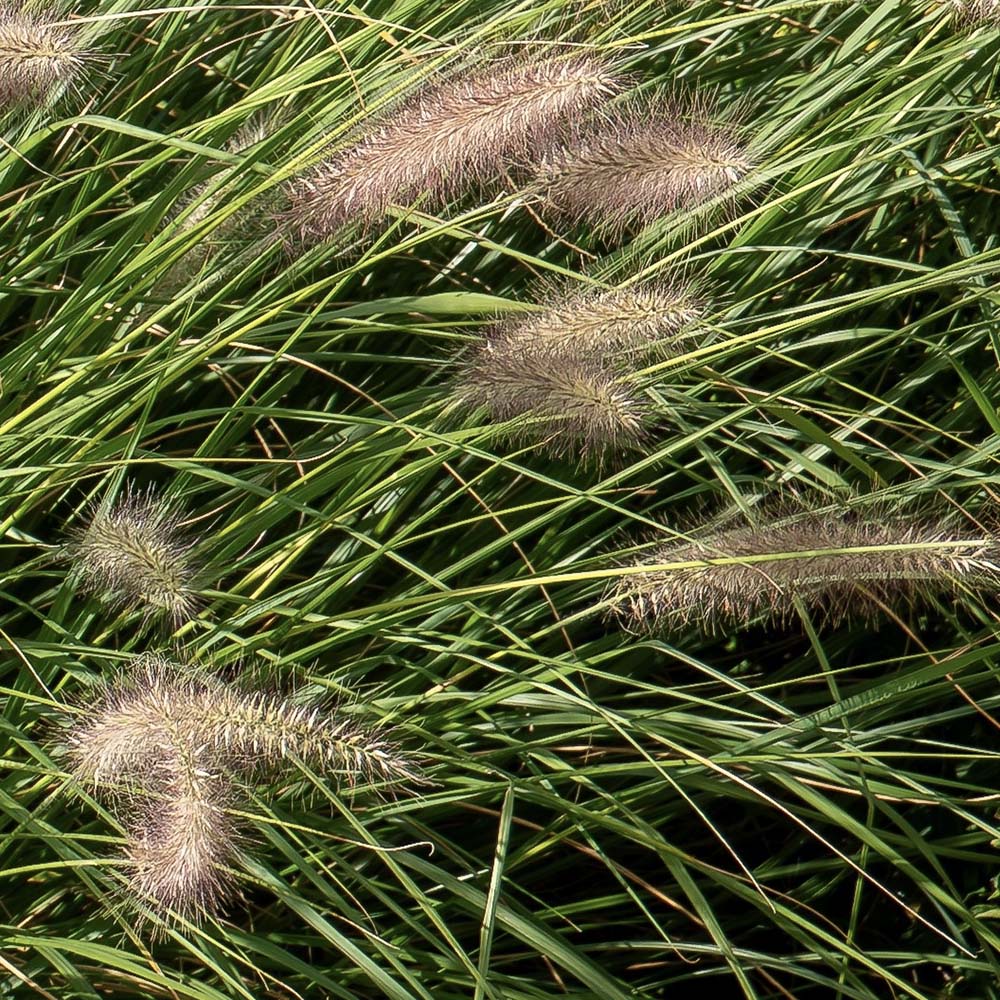 Lampenpoetsersgras Hameln (biologisch)