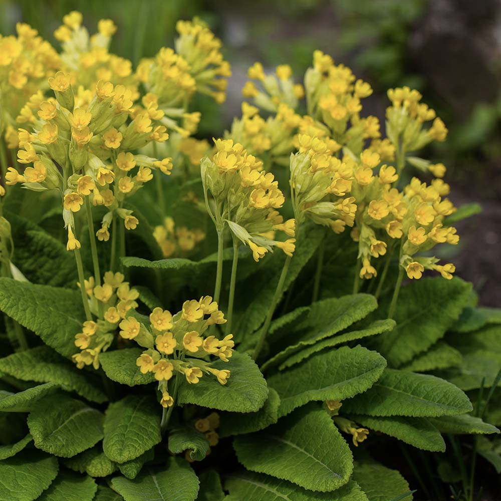 Gulden sleutelbloem (biologisch)