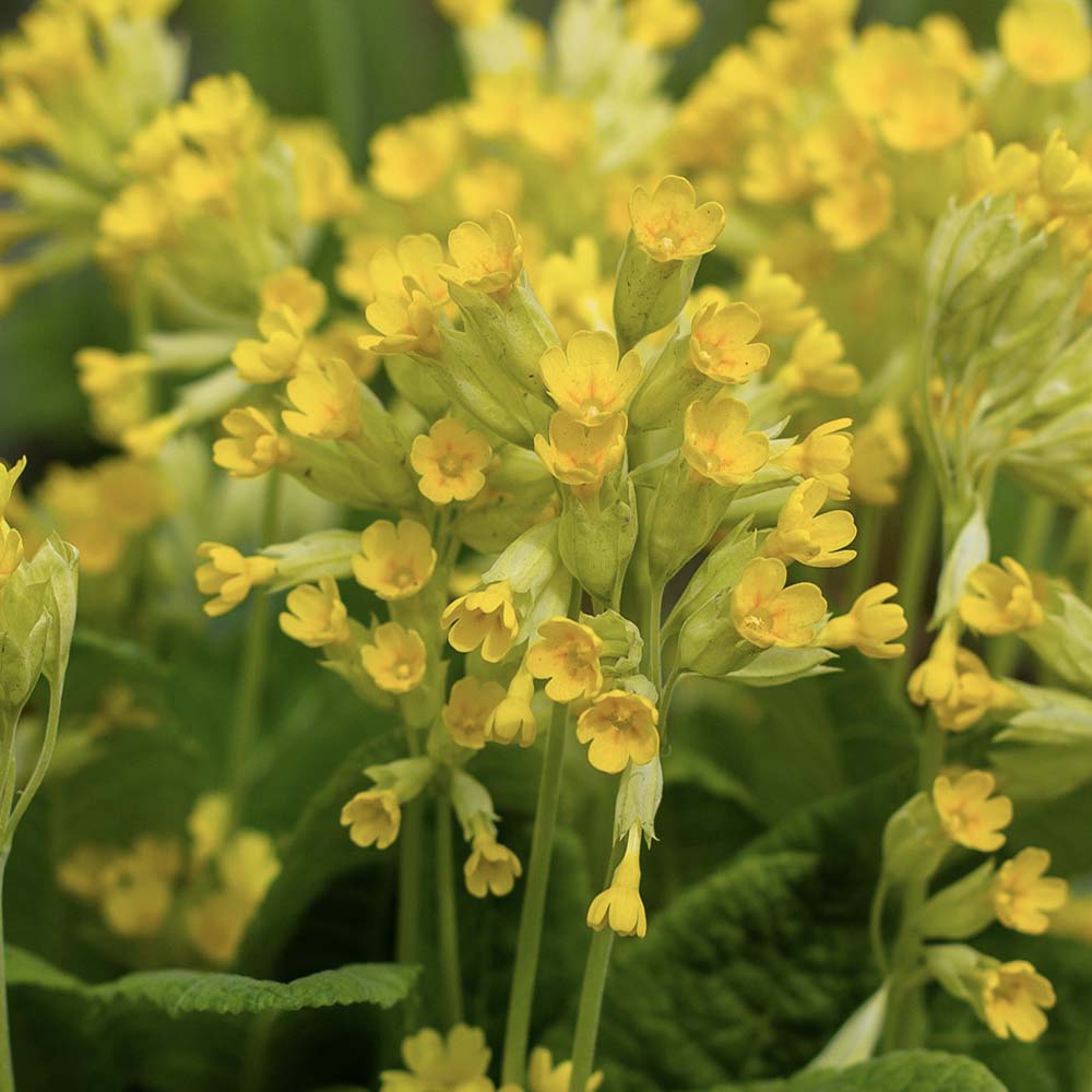 Gulden sleutelbloem (biologisch)