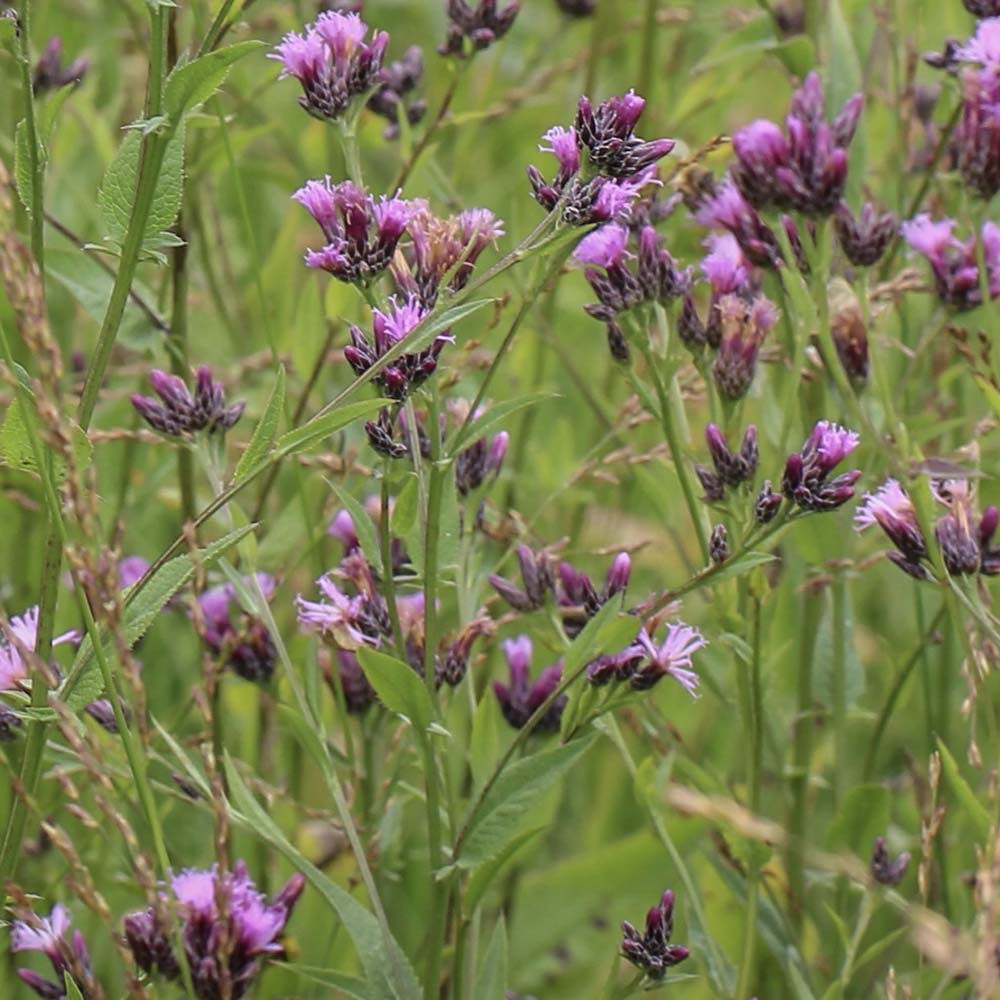 Zaagblad (biologisch)