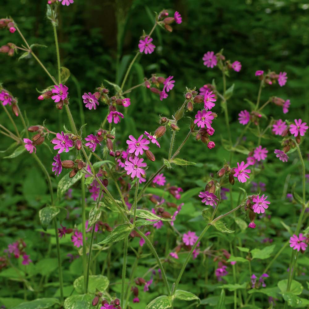 Dagkoekoeksbloem (biologisch)